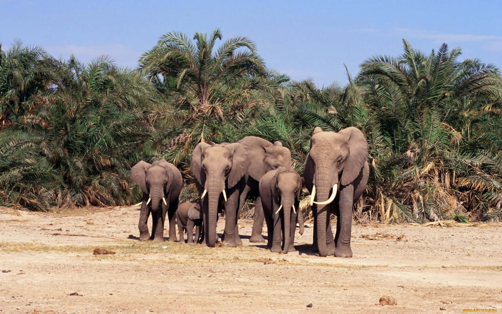 5 слоник. Слоны. Слоны и пальмы. Стая слонов. Слон фото.